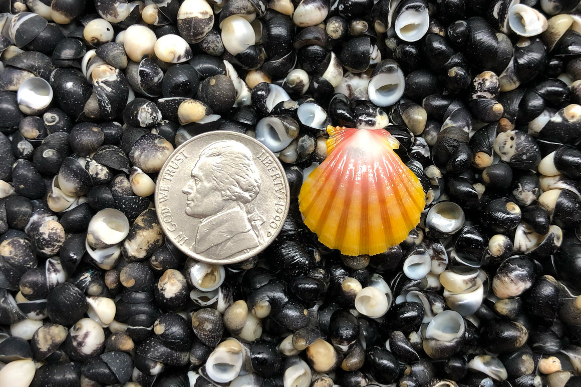 1722 Single Sunrise Shell