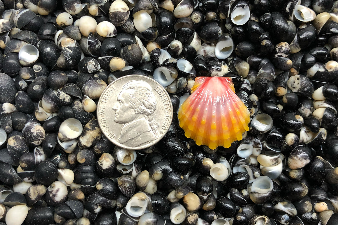 1724 Single Sunrise Shell