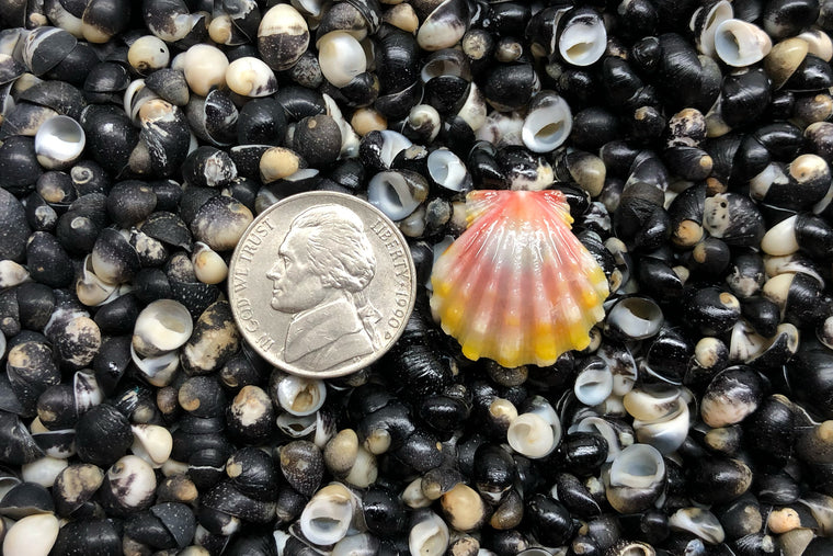 1729 Single Sunrise Shell