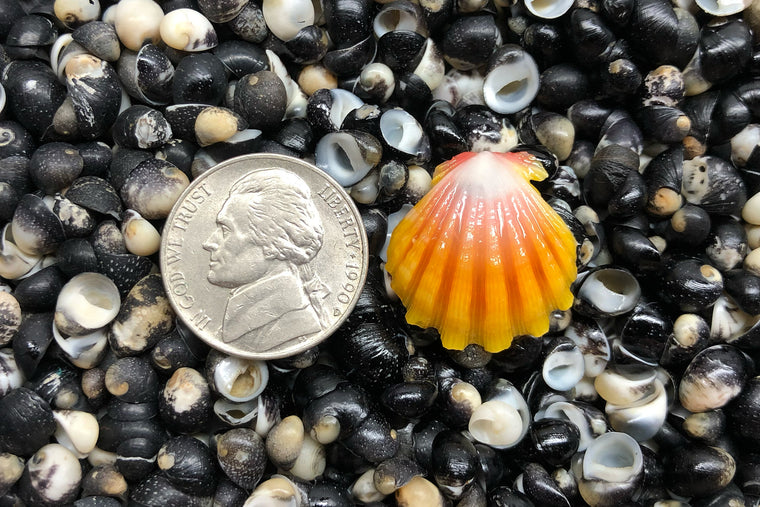 1730 Single Sunrise Shell