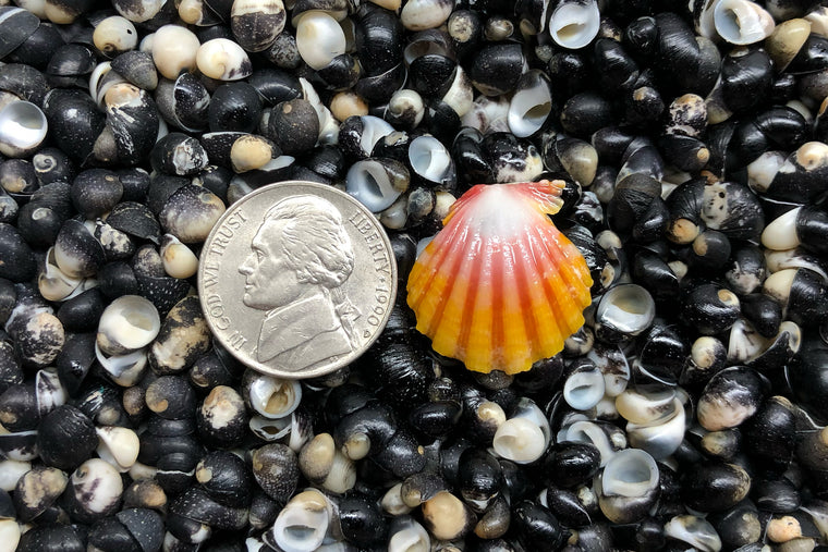 1731 Single Sunrise Shell