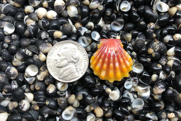 1733 Single Sunrise Shell