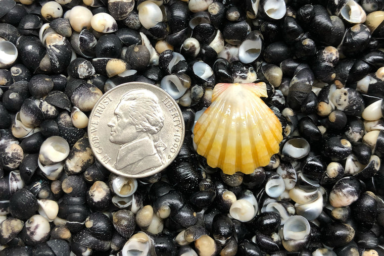 1738 Single Sunrise Shell