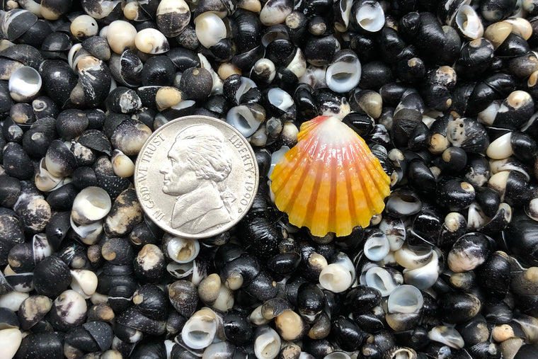 1739 Single Sunrise Shell