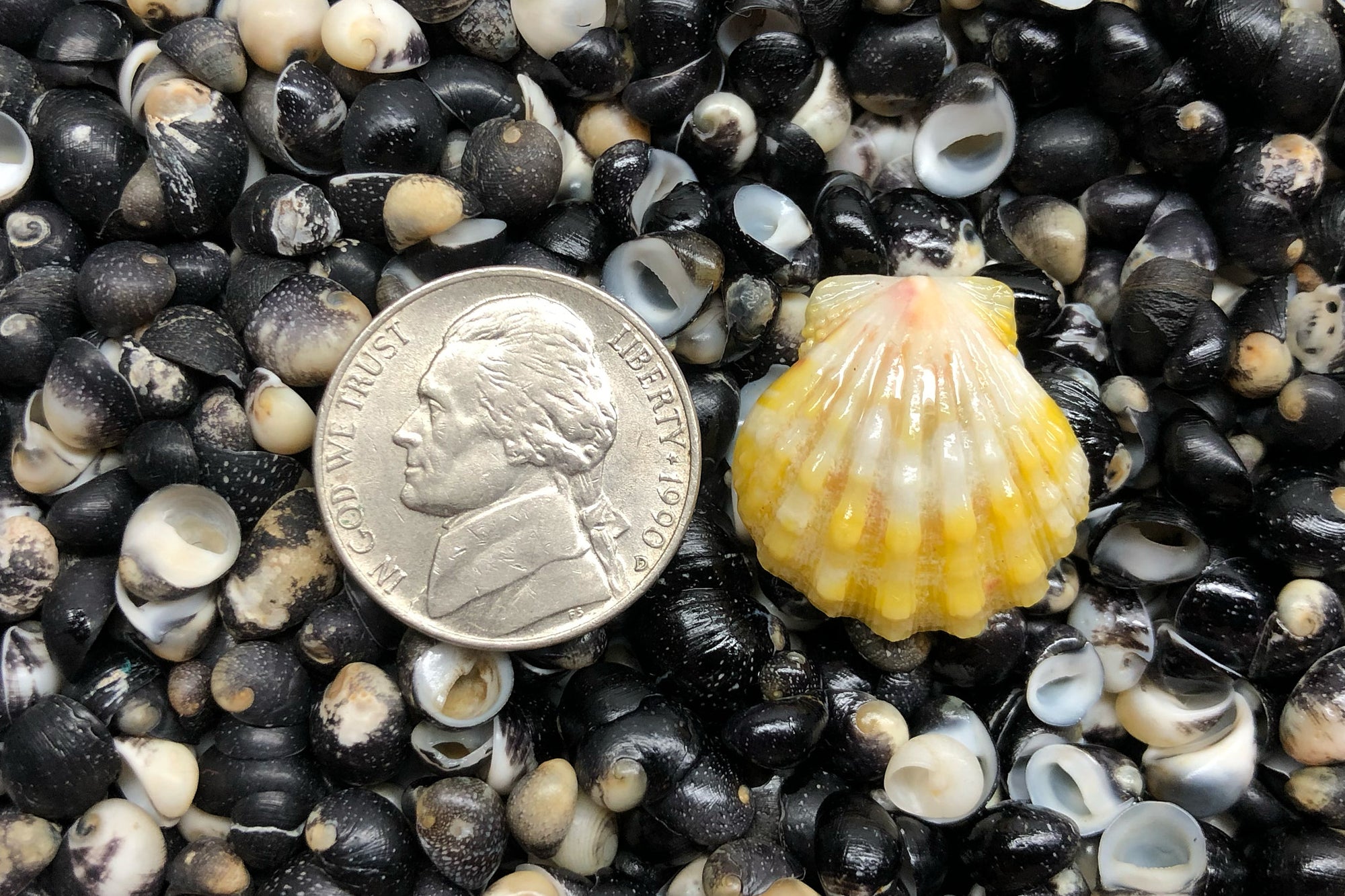 1740 Single Sunrise Shell