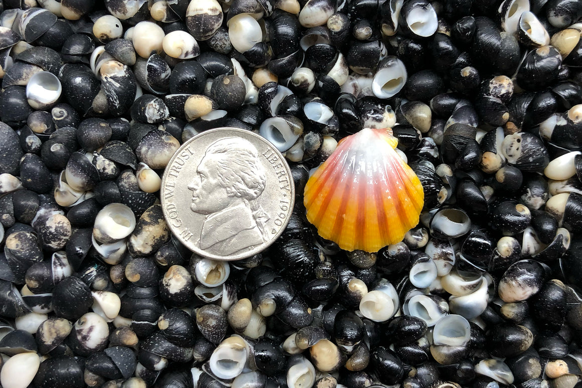 1741 Single Sunrise Shell