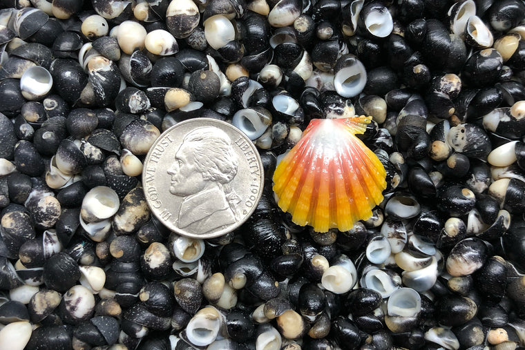 1742 Single Sunrise Shell