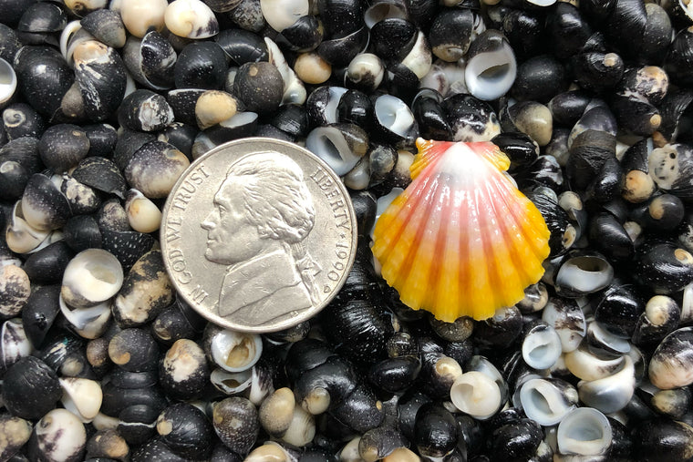 1744 Single Sunrise Shell