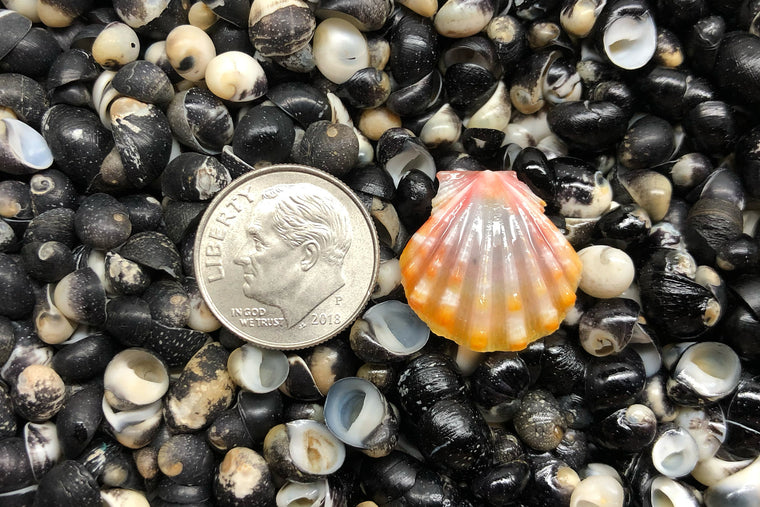 1756 Single Sunrise Shell