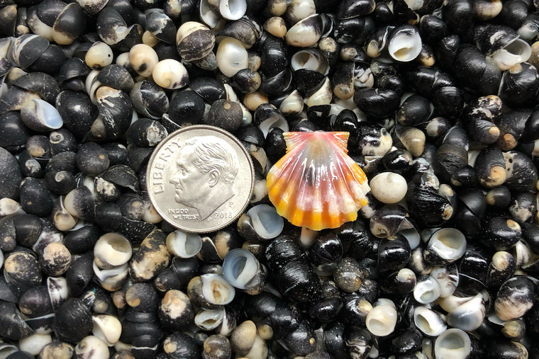 1758 Single Sunrise Shell