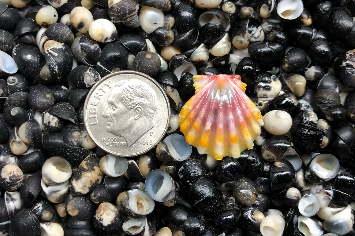 1760 Single Sunrise Shell