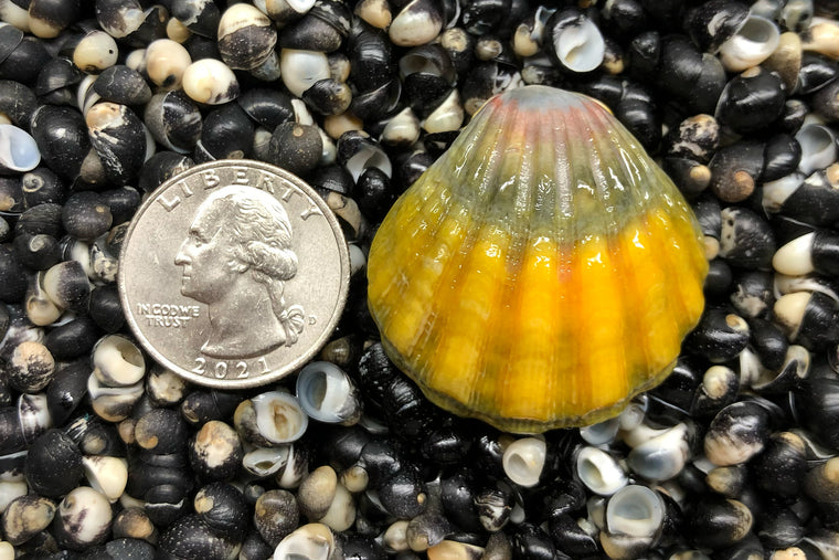 1761 Single Sunrise Shell