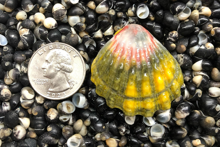 1762 Single Sunrise Shell