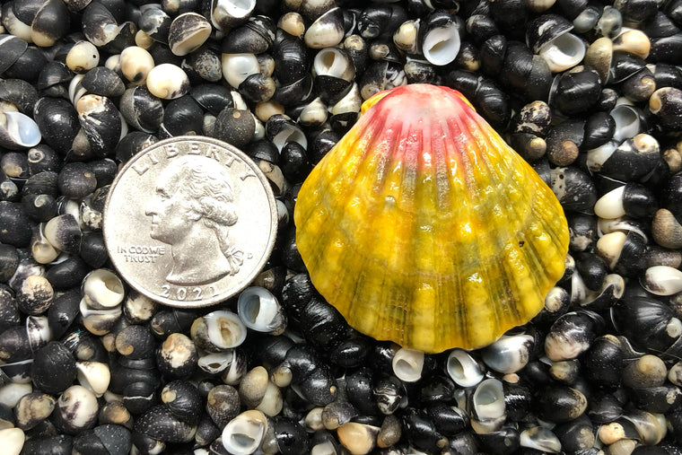 1764 Single Sunrise Shell