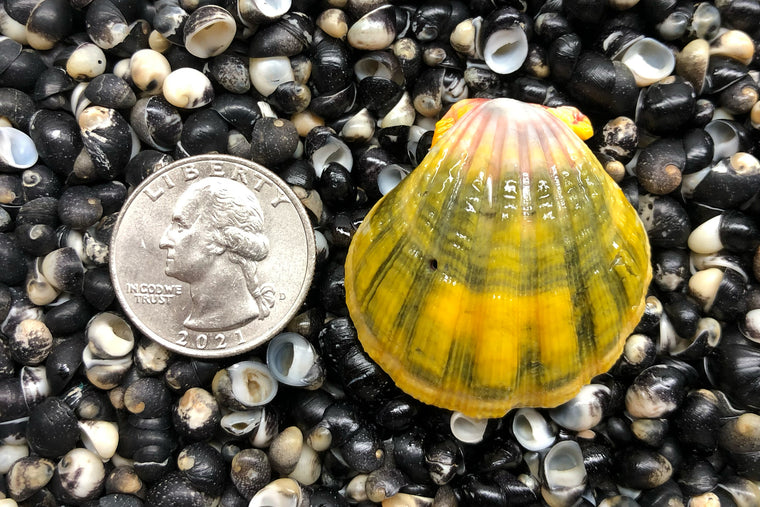 1766 Single Sunrise Shell