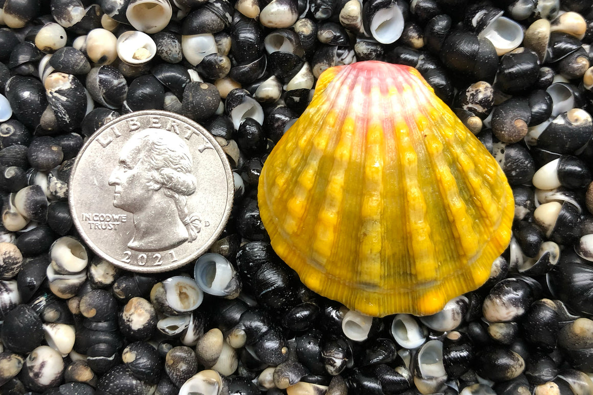 1767 Single Sunrise Shell