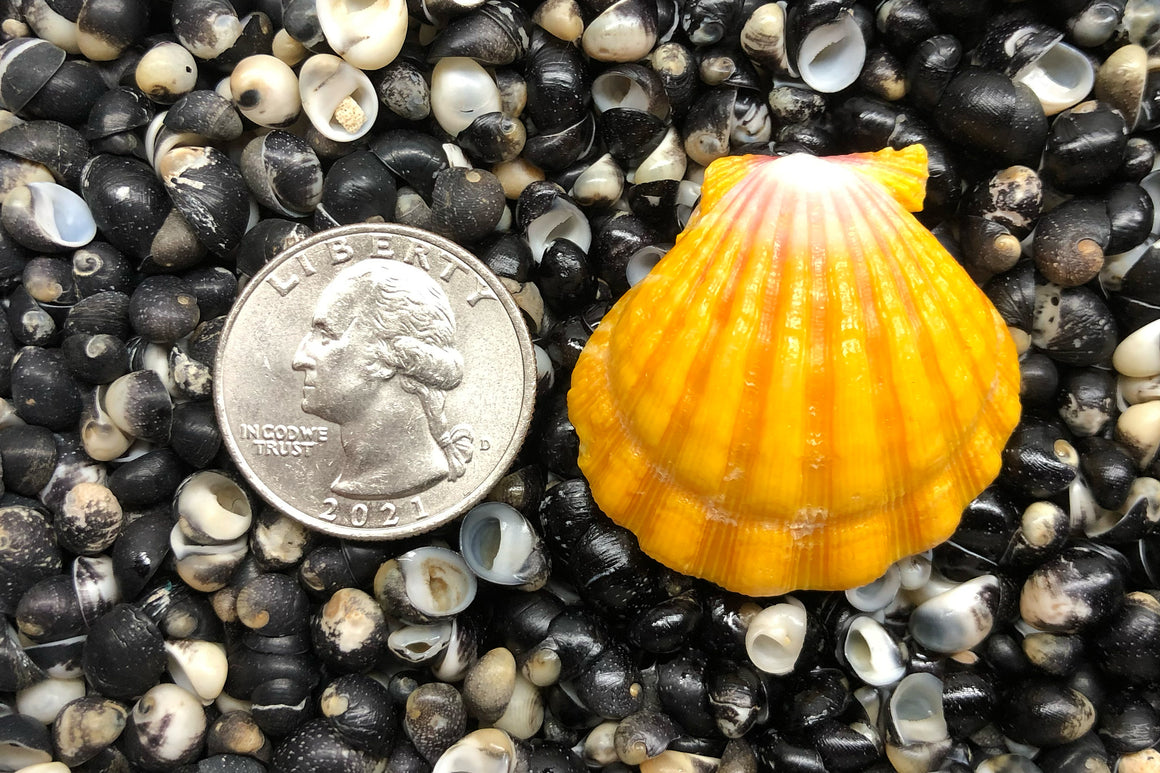 1768 Single Sunrise Shell