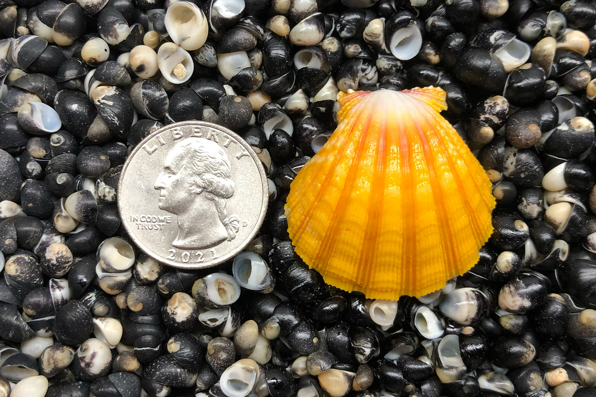 1769 Single Sunrise Shell