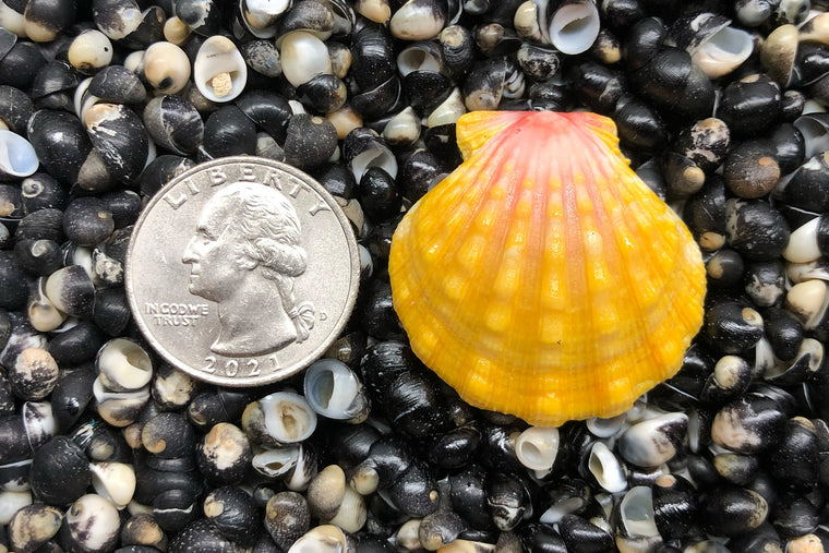 1772 Single Sunrise Shell