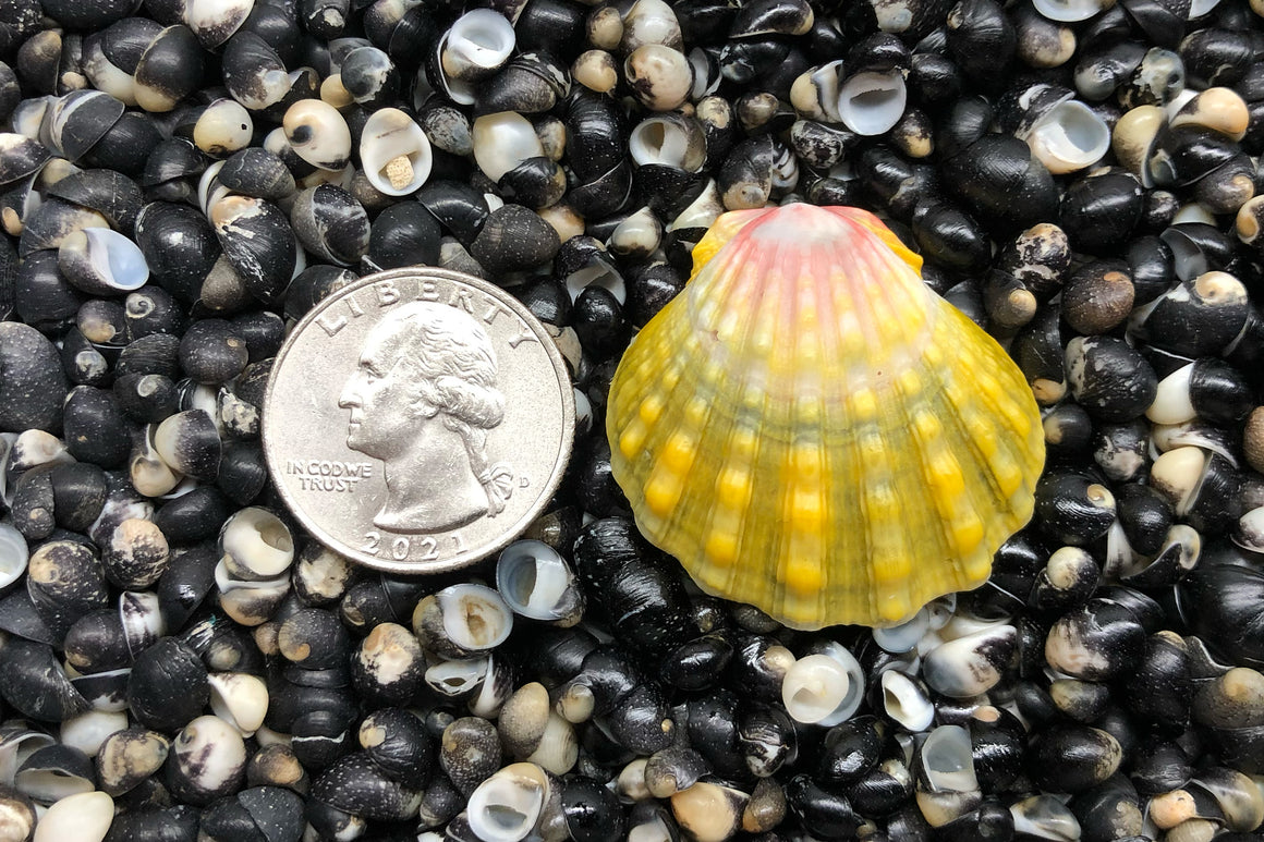 1781 Single Sunrise Shell