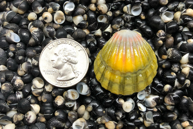 1787 Single Sunrise Shell