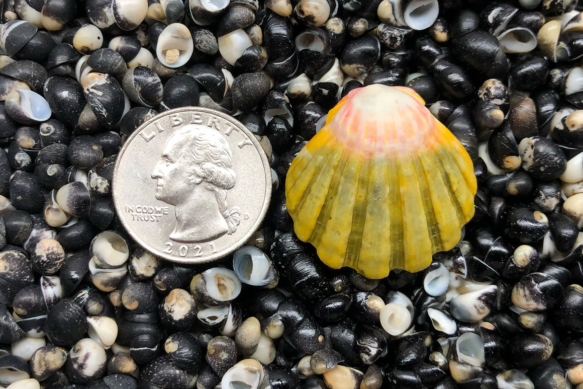 1793 Single Sunrise Shell