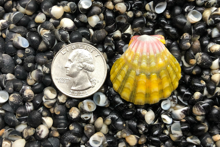 1799 Single Sunrise Shell