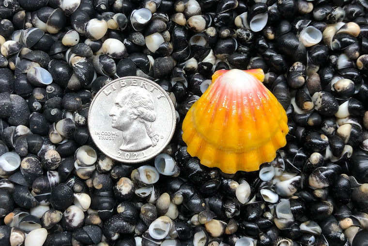 1800 Single Sunrise Shell