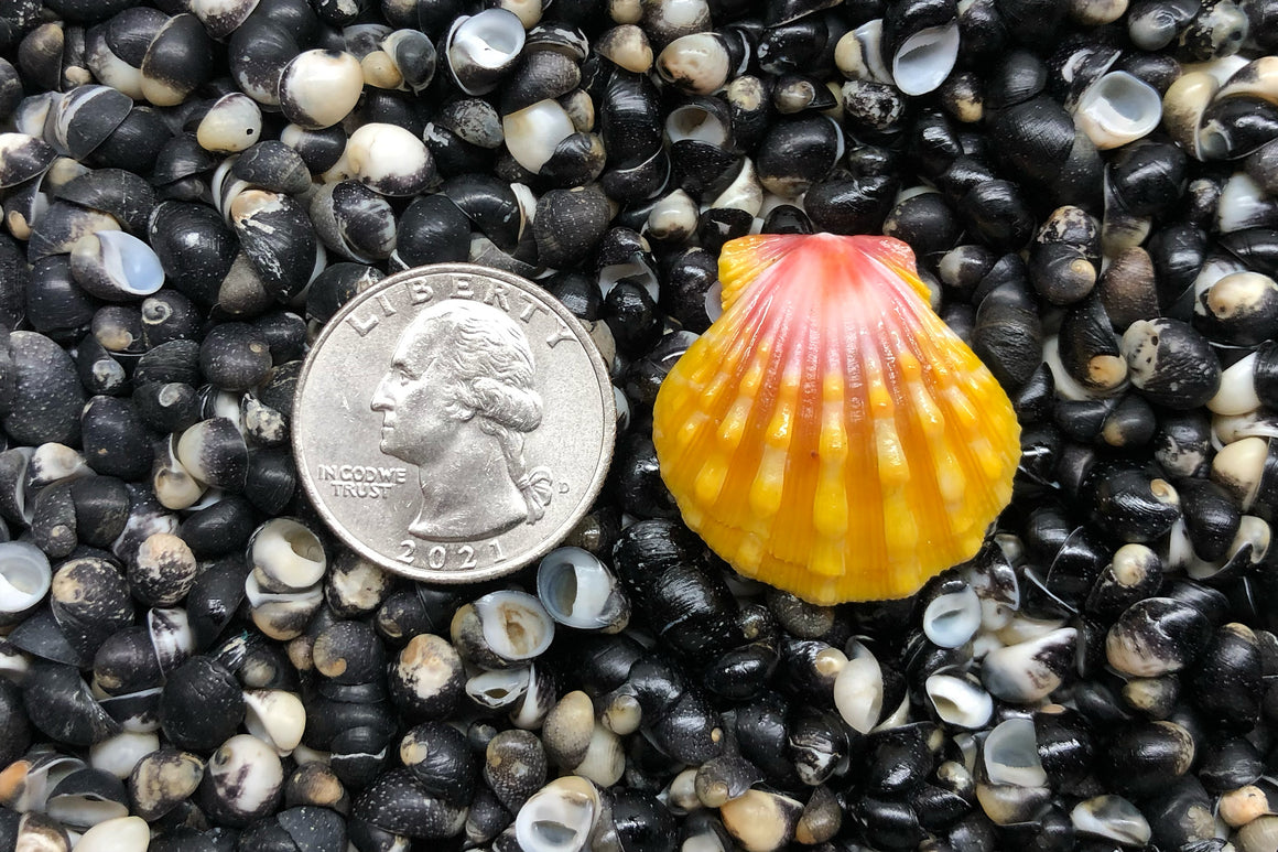 1801 Single Sunrise Shell