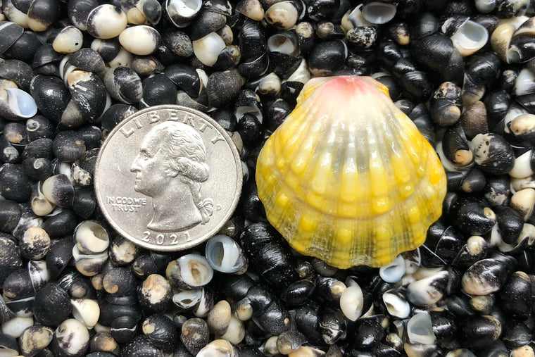 1803 Single Sunrise Shell