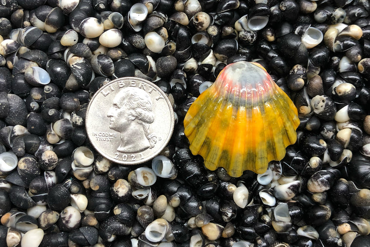 1807 Single Sunrise Shell