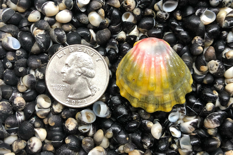 1808 Single Sunrise Shell