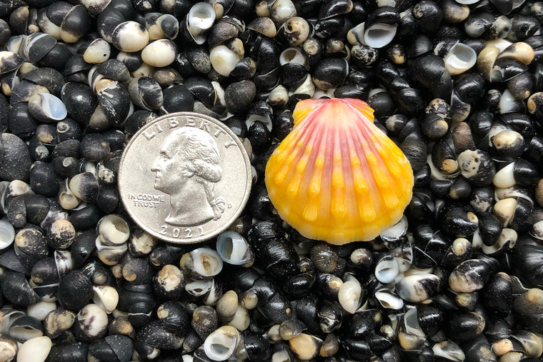 1809 Single Sunrise Shell