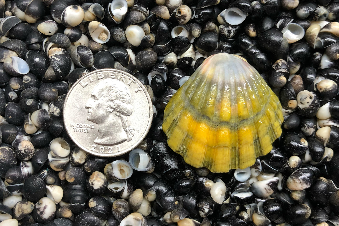 1816 Single Sunrise Shell