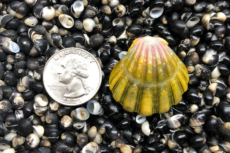 1817 Single Sunrise Shell