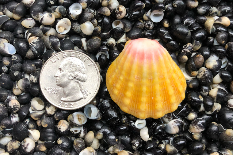 1822 Single Sunrise Shell