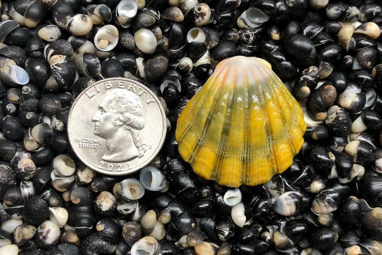 1823 Single Sunrise Shell