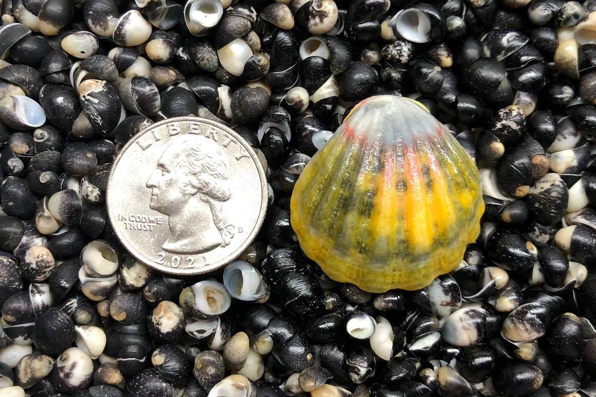 1826 Single Sunrise Shell