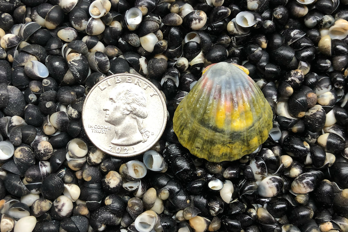 1838 Single Sunrise Shell