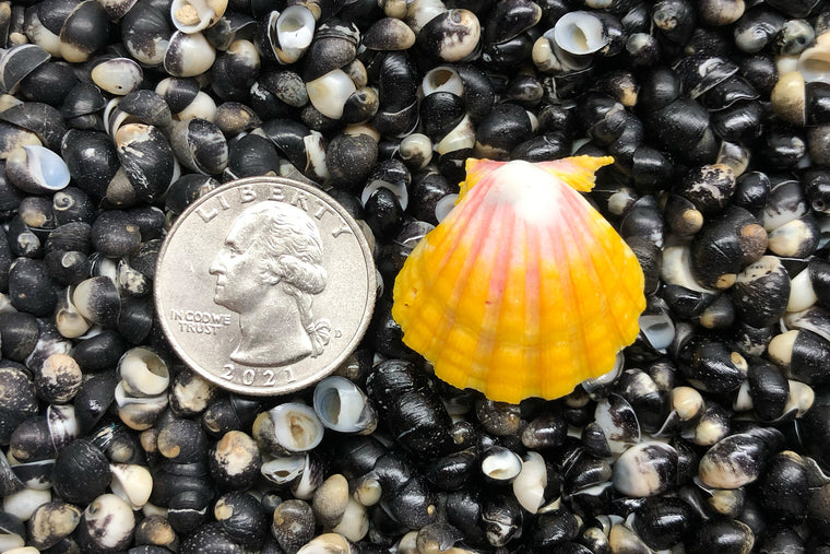 1840 Single Sunrise Shell