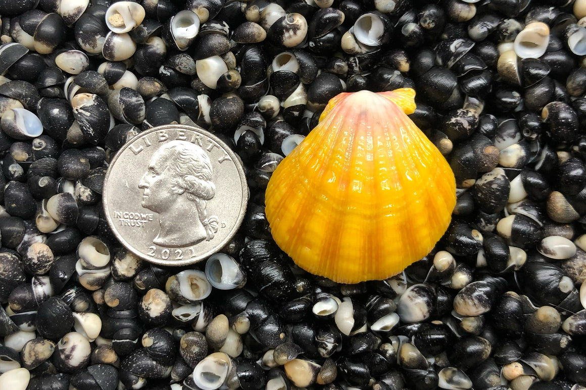 1843 Single Sunrise Shell