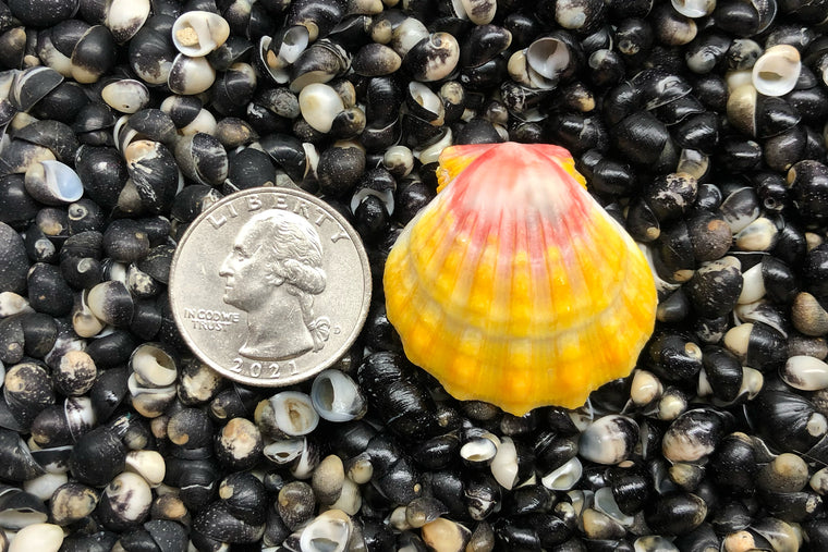 1848 Single Sunrise Shell