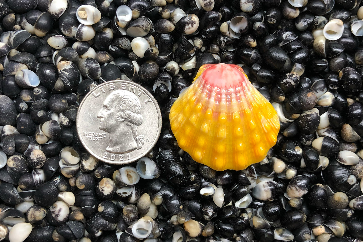 1850 Single Sunrise Shell