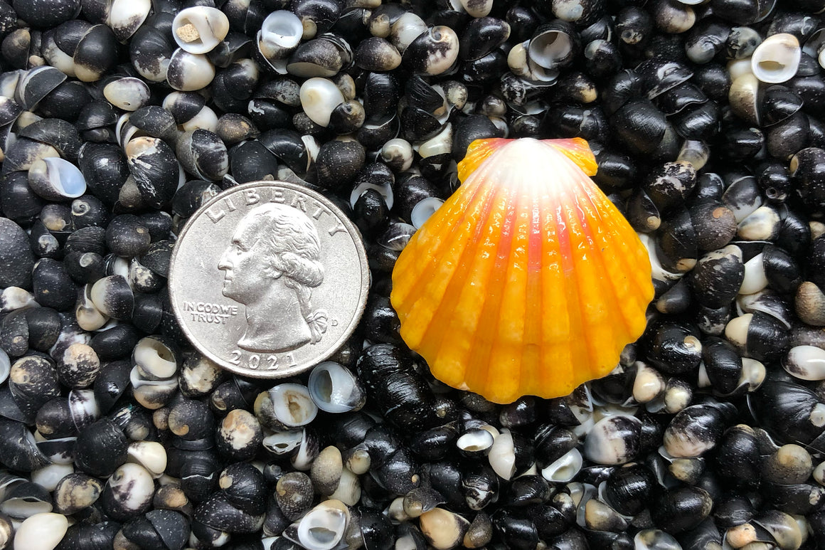 1851 Single Sunrise Shell