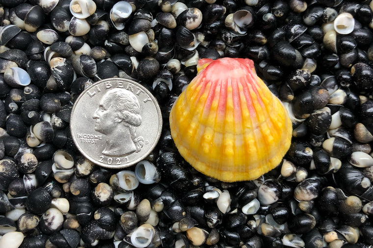 1855 Single Sunrise Shell