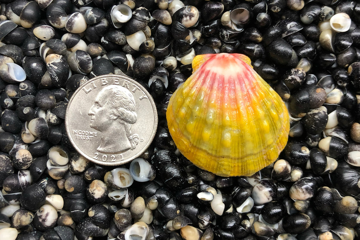 1858 Single Sunrise Shell