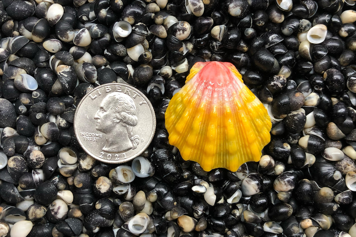 1859 Single Sunrise Shell