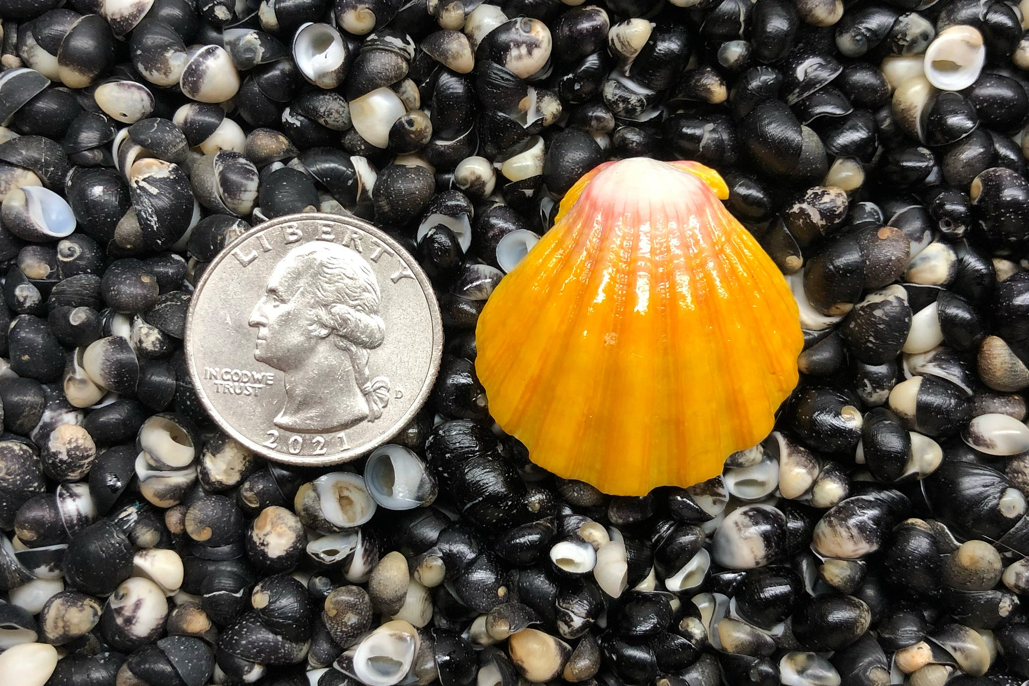 1866 Single Sunrise Shell