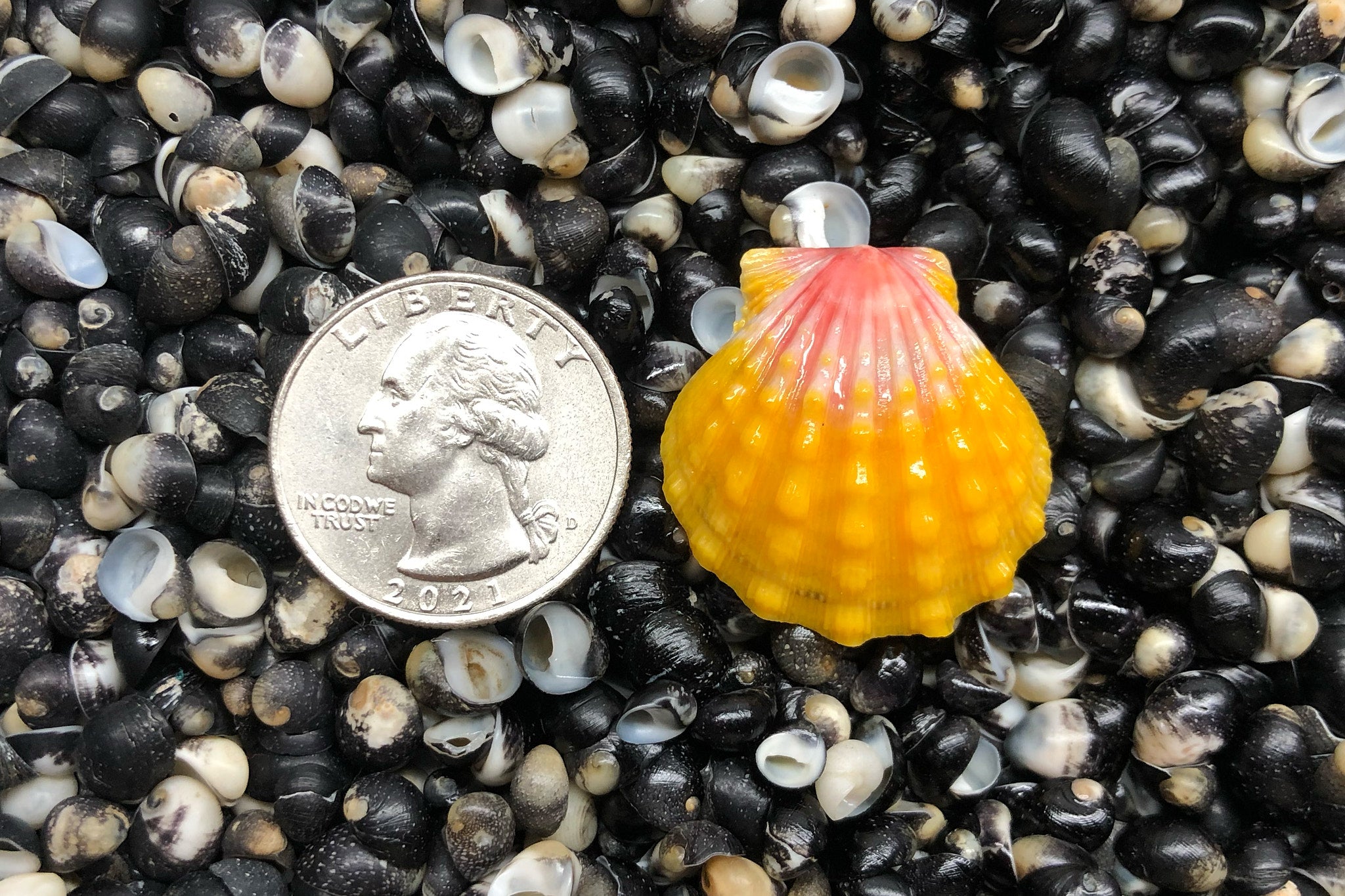 SAND PEOPLE サンライズシェル SAND PEOPLE サンライズシェル sunrise shell サンライズシェル
