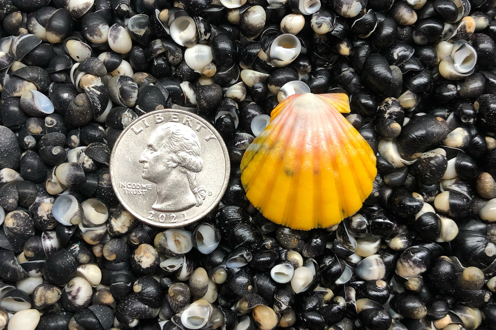 1997 Single Sunrise Shell